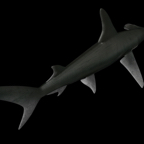 Sphyrna Mokarran 1.jpg